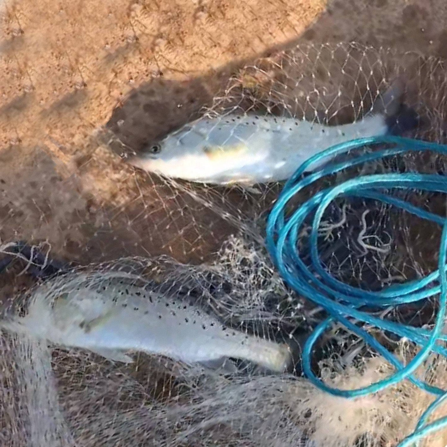 6FT/8FT Radius Fishing Cast Net – Heavy Duty Bait Trap with Chain Sinker